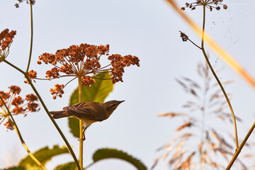 a bird sitting on a branch on an autumn day.