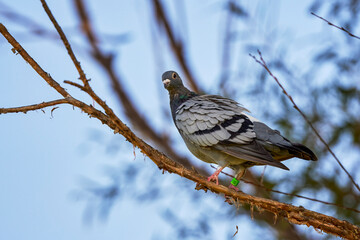 a racing pigeon rests on a tree branch.