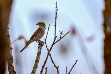 a bird sitting on a branch on an autumn day.