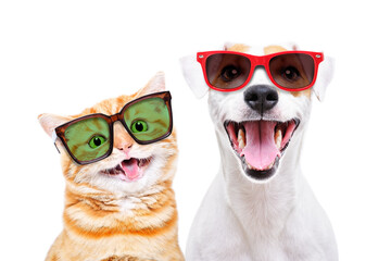 Portrait of a cheerful Scottish Straight kitten and Jack Russell Terrier dog in sunglasses isolated...