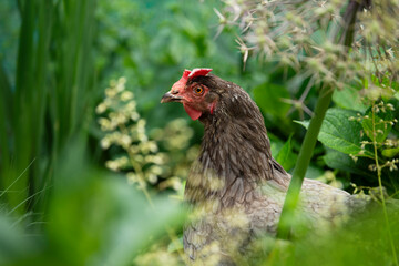 Green layer hen in a garden between plants