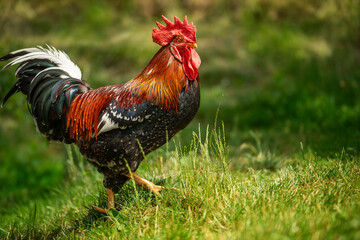 Italian rooster in nature background - obrazy, fototapety, plakaty
