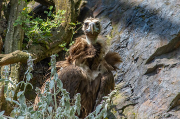 Cinereous vulture, aegypius monachus, is looking from rock