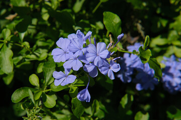 Gelsomino azzurro, fiori al sole