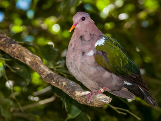 Pacific Emerald Dove in Queensland Australia