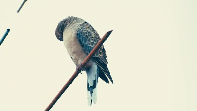 雨に濡れた体を毛繕いする鳩