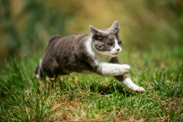 Running cat in nature background - 647560556