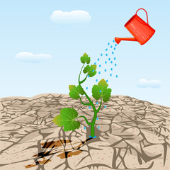 Dry cracked land with plant sprout and watering can.Young tree growing on arid ground.Watered plant in dry desert soil from watering can.Land degradation,water shortage and drought.Concept of new life © kajani