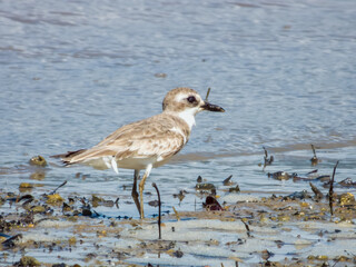 Greater Sand Plover in Queensland Australia