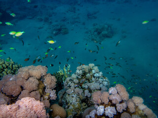 Colorful inhabitants of the Red Sea coral reef