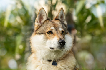 Naklejka na ściany i meble Czechoslovak wolfhound with nature background