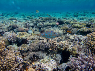 Fototapeta na wymiar Colorful inhabitants of the Red Sea coral reef
