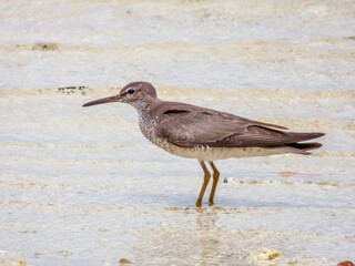 Grey-tailed Tattler in Queensland Australia