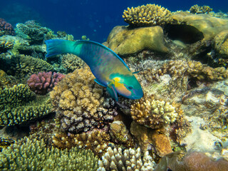 Colorful inhabitants of the Red Sea coral reef