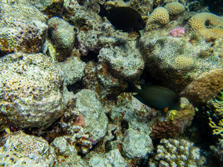 Colorful inhabitants of the Red Sea coral reef