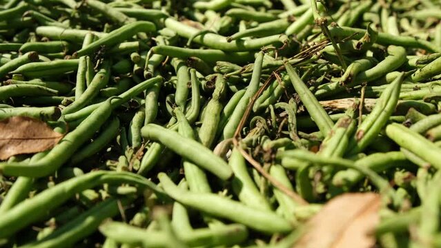 Lot of green beans refusals from farmer truck load dumped on ground in sun after processing refusal. Moving camera forward.