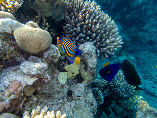 Colorful inhabitants of the Red Sea coral reef
