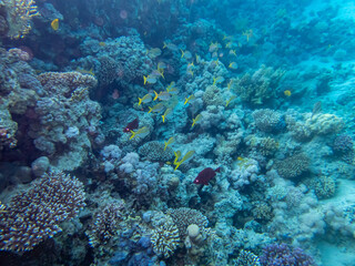 Naklejka na ściany i meble Colorful inhabitants of the Red Sea coral reef
