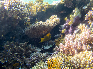 Obraz na płótnie Canvas Colorful inhabitants of the Red Sea coral reef