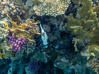 Colorful inhabitants of the Red Sea coral reef