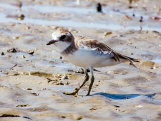 Lesser Sand Plover in Queensland Australia