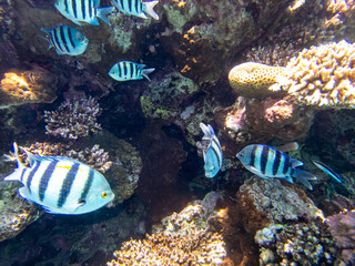 Colorful inhabitants of the Red Sea coral reef