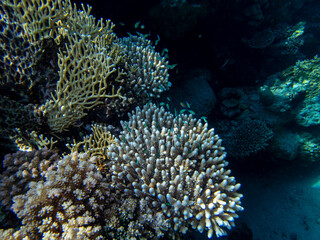 Colorful inhabitants of the Red Sea coral reef