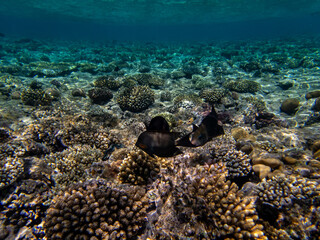 Colorful inhabitants of the Red Sea coral reef