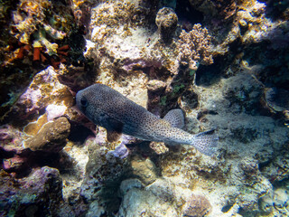 Colorful inhabitants of the Red Sea coral reef