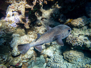 Colorful inhabitants of the Red Sea coral reef