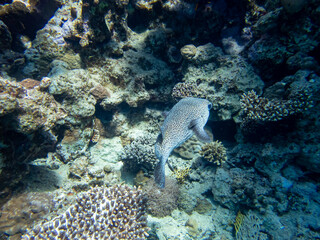 Colorful inhabitants of the Red Sea coral reef