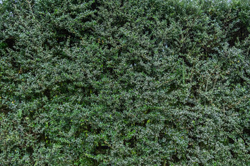 密集して壁のように生え茂る小さい緑の葉の生垣の表面のテクスチャー背景