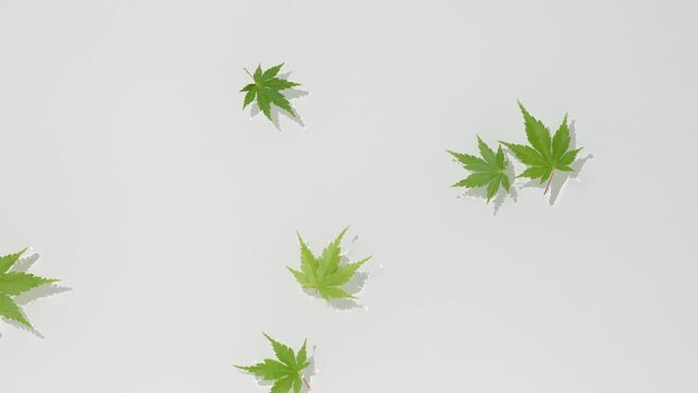 水面に落ちてくる青紅葉
