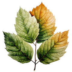 Obraz premium Leaves