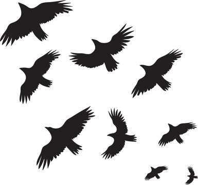 Silhouettes of birds flying in group. Pegeon flock 
