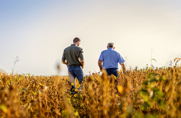 Naklejka na ściany i meble Rear view of two farmers walking in a field examining soy crop.