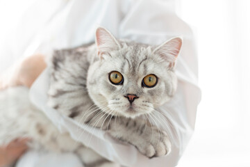 Veterinarian doctor with small gray British kitten in his arms in medical animal clinic. Copyspace for text..