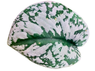 Aroid plants species Scindapsus Exotica