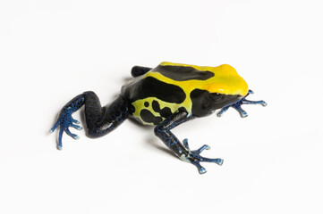 Obraz premium Dyeing poison dart frog // Färberfrosch (Dendrobates tinctorius) - 