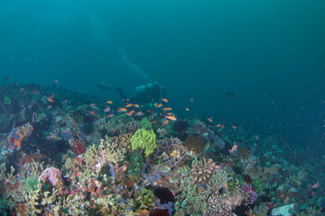 Fototapeta premium Coral reef view with a scuba diver on the background