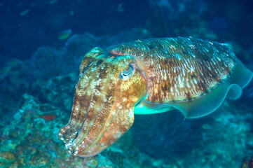 Portrait of Pharaoh Cuttlefish on a tropical coral reef, Andaman, Thailand