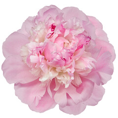 Pink peony flower  on  isolated background with clipping path. Closeup. For design.   Transparent background.   Nature.