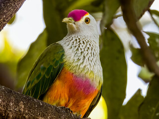 Rose-crowned Fruit-Dove in Queensland Australia