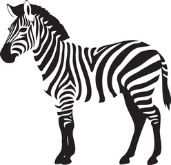 Fototapeta na wymiar Zebra on a white