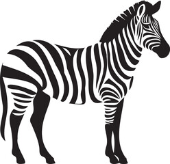 Zebra on a white