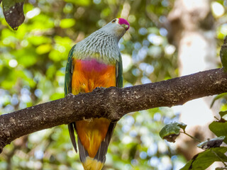 Rose-crowned Fruit-Dove in Queensland Australia