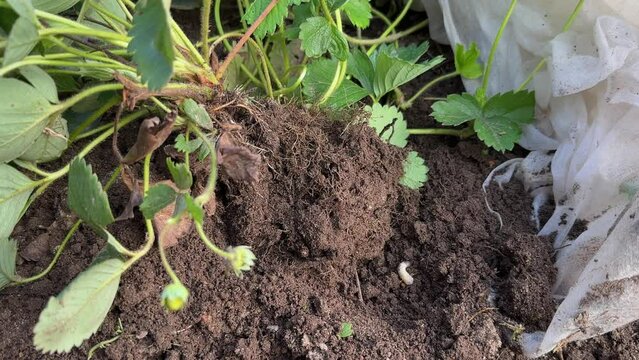 White chafer grub in the soil under strawberry plant. May beetle Larva, garden pest.