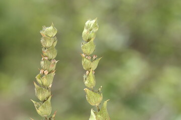 closeup of Sideritis (ironwort) on green background