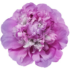 Peony pink flower on isolated background with clipping path. Closeup. For design. Transparent background. Nature