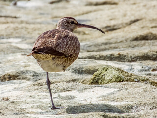 Whimbrel Shorebird in Queensland Australia
